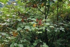 Erythrina arborescens